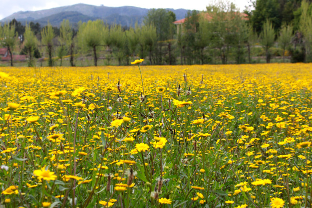 marigolds