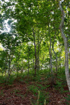 Oak trees